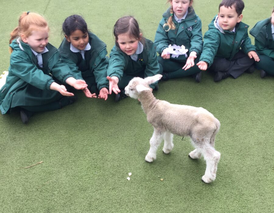 children with lambs